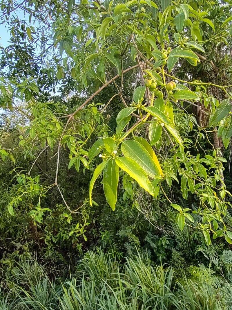 Cestrum diurnum