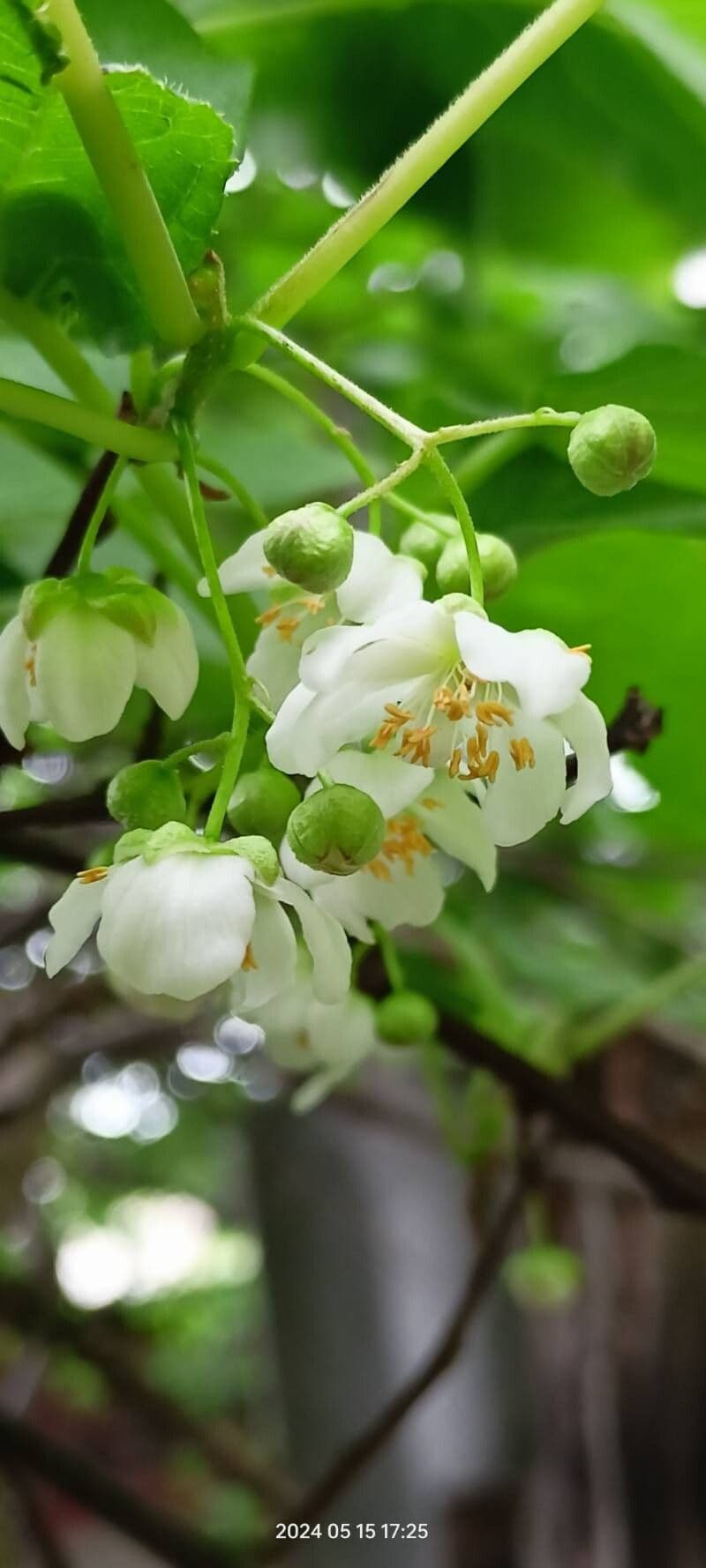 Actinidia kolomikta