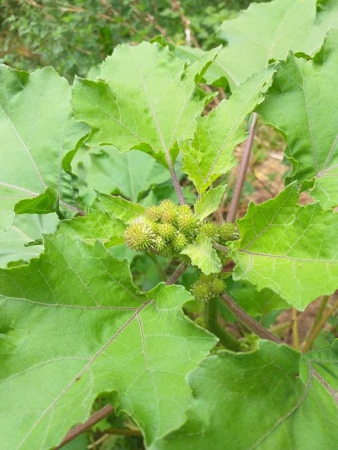 Xanthium strumarium