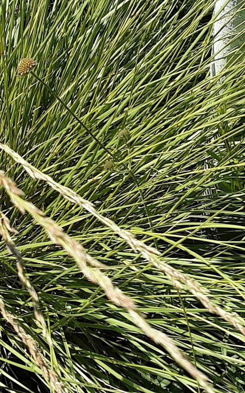 Nardus stricta