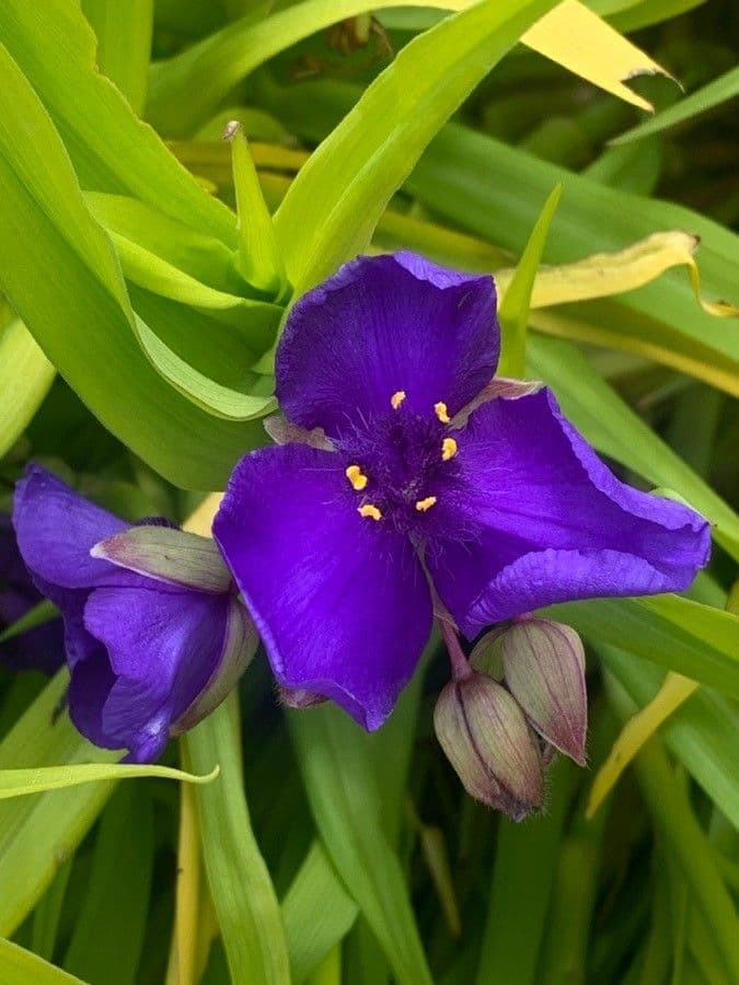 Tradescantia virginiana