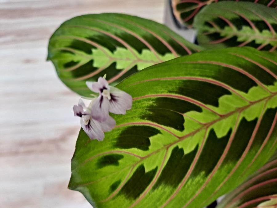 Maranta leuconeura