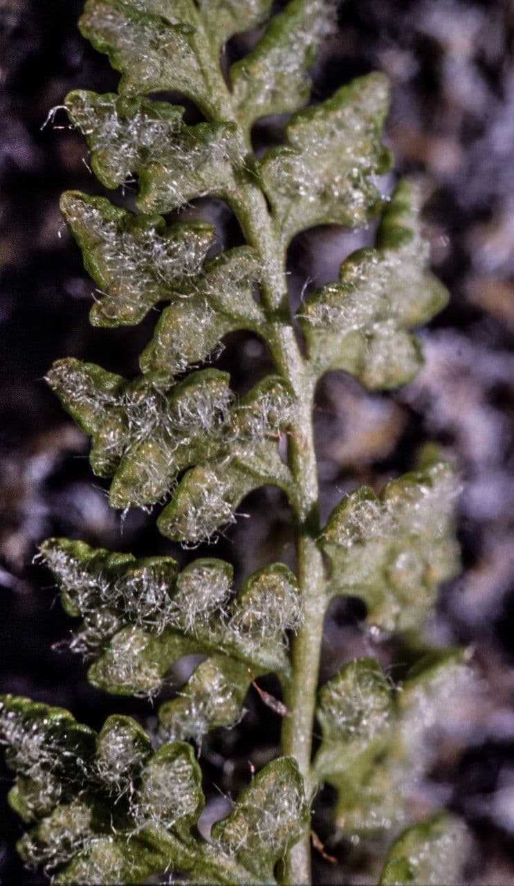 Woodsia ilvensis