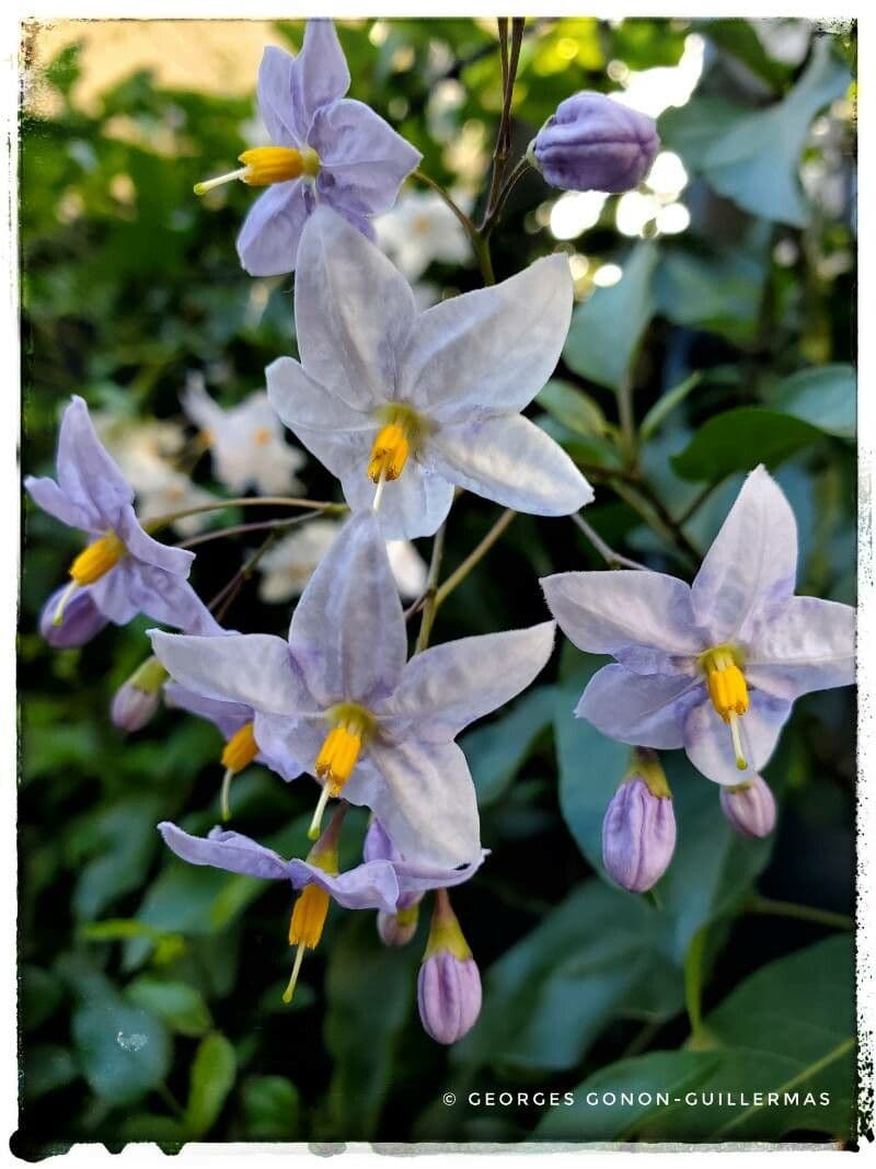 Solanum bonariense