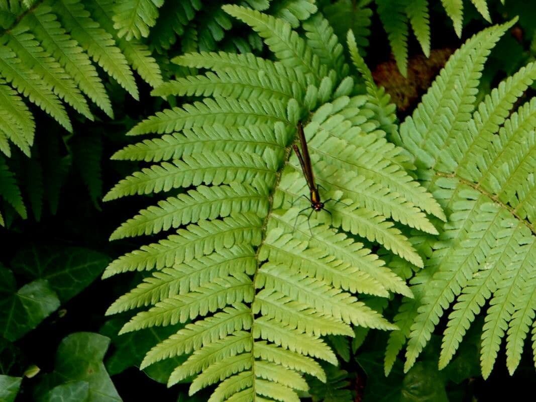 Phegopteris connectilis