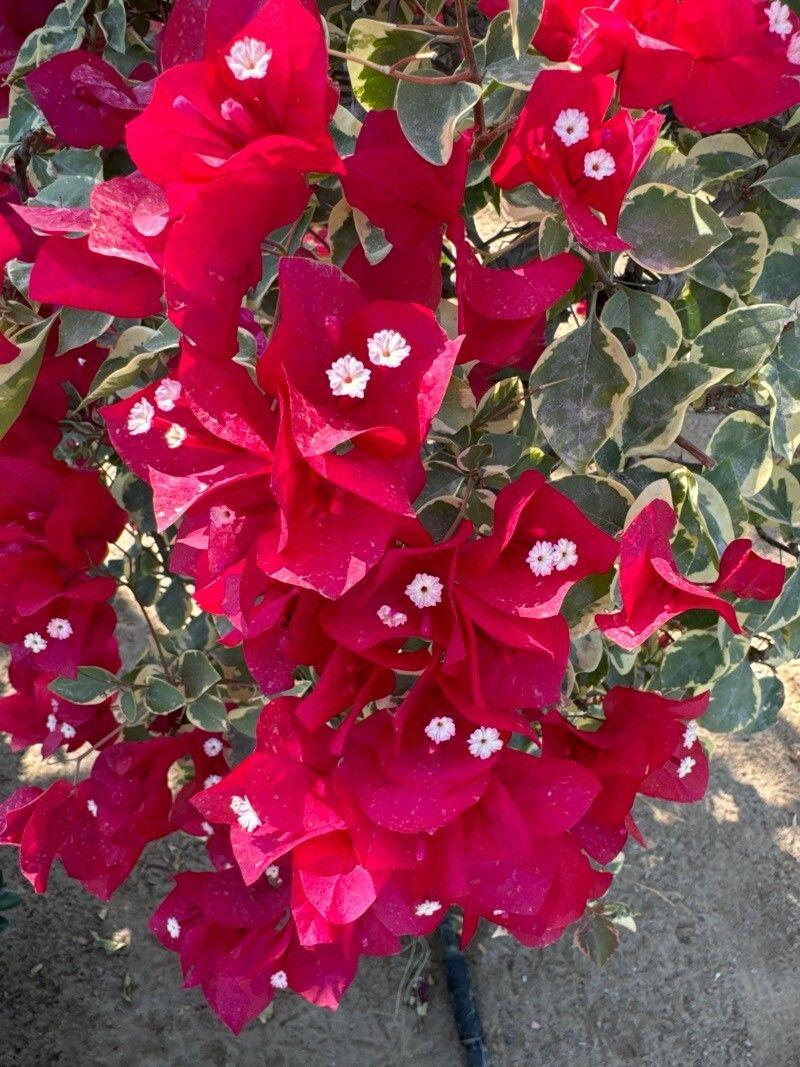 Bougainvillea buttiana