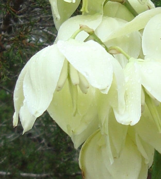 Yucca pallida