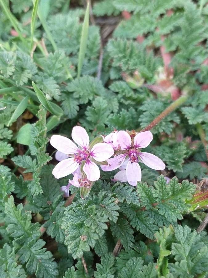 Erodium cicutarium