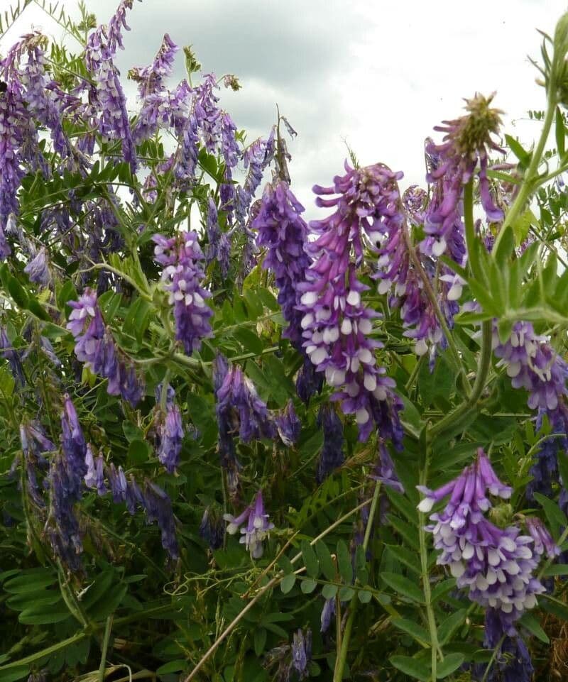 Vicia tenuifolia