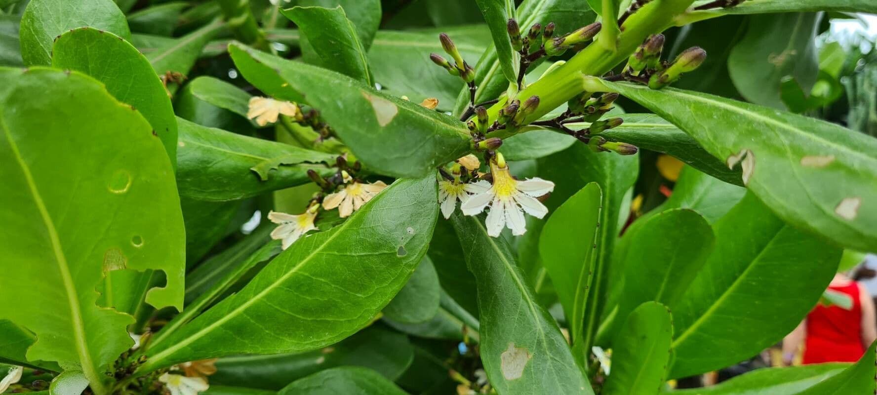 Scaevola taccada