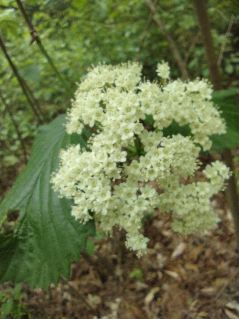 Viburnum recognitum