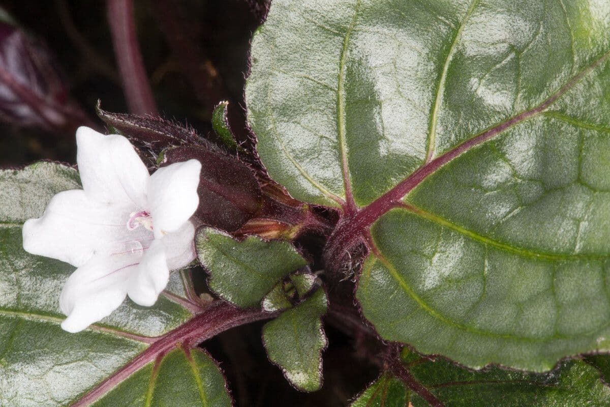 Strobilanthes alternata