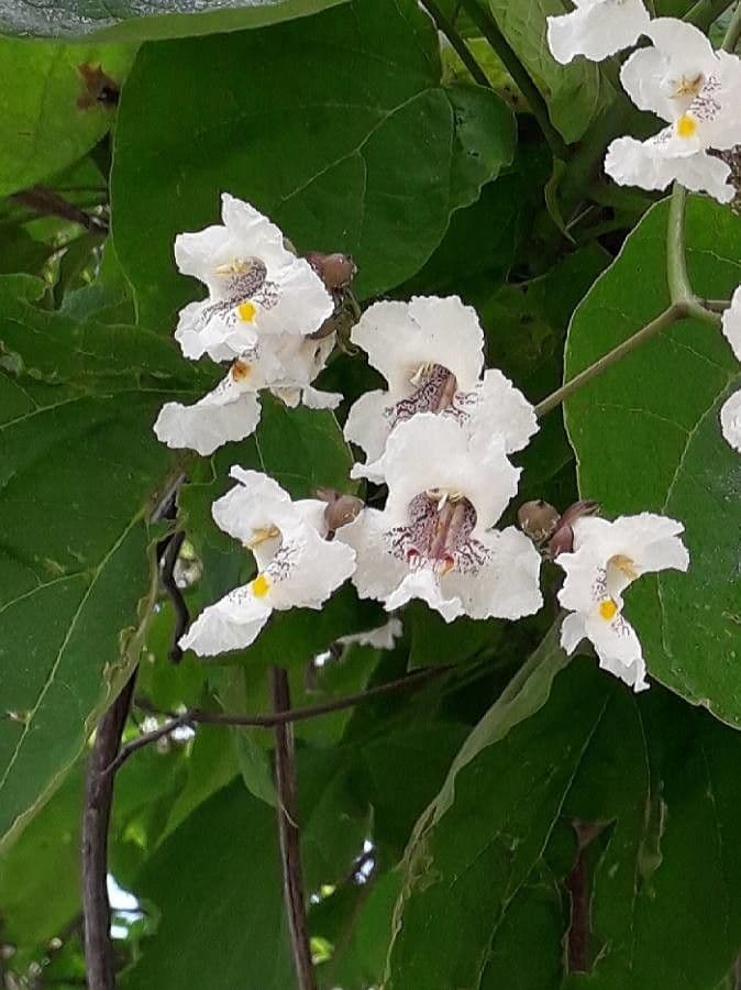 Catalpa bignonioides