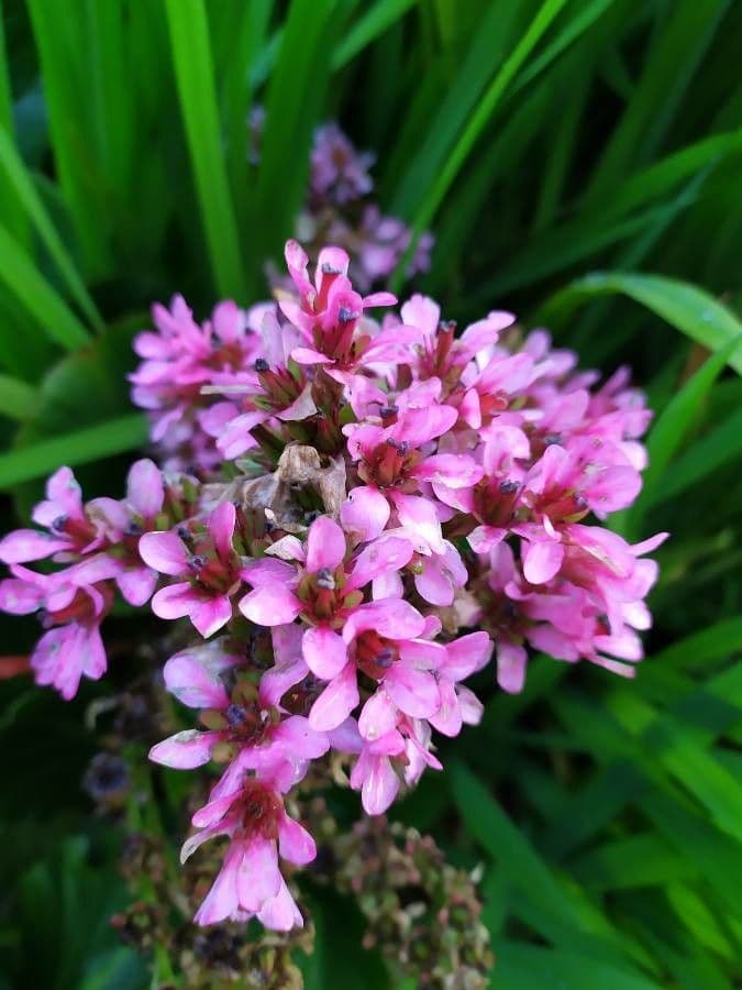 Bergenia crassifolia