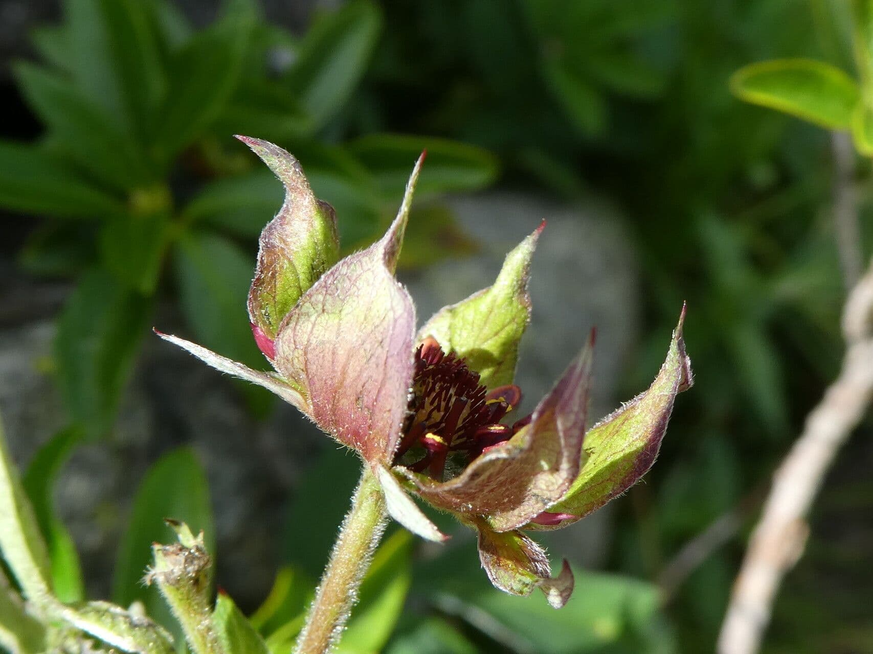 Comarum palustre