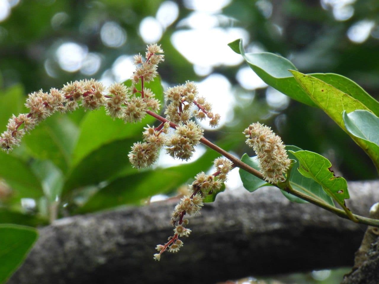 Homalium paniculatum