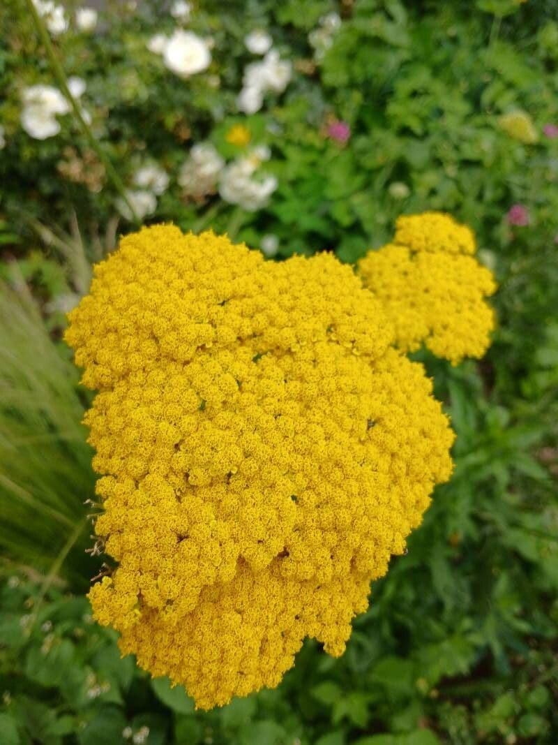 Achillea filipendulina