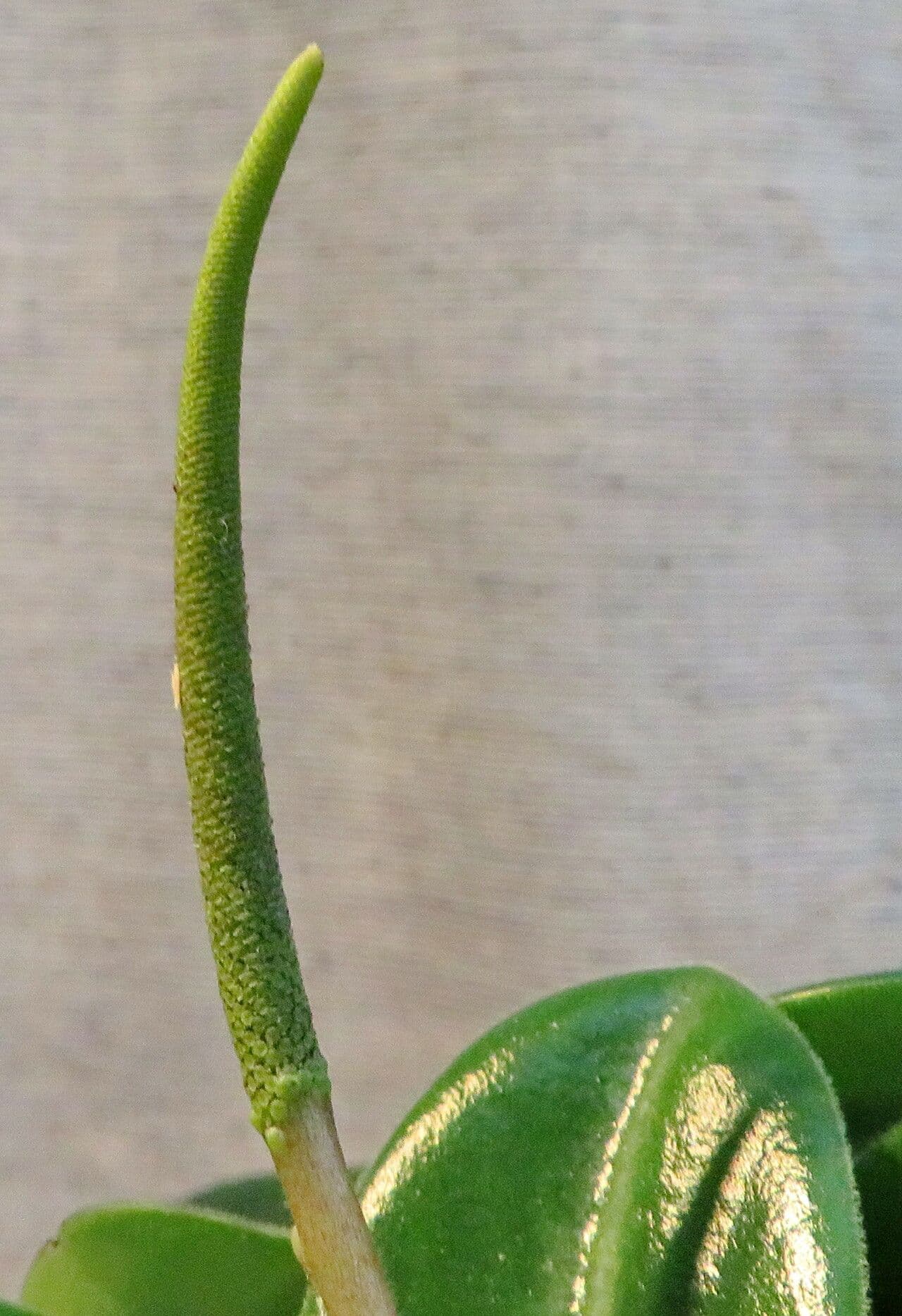 Peperomia serpens