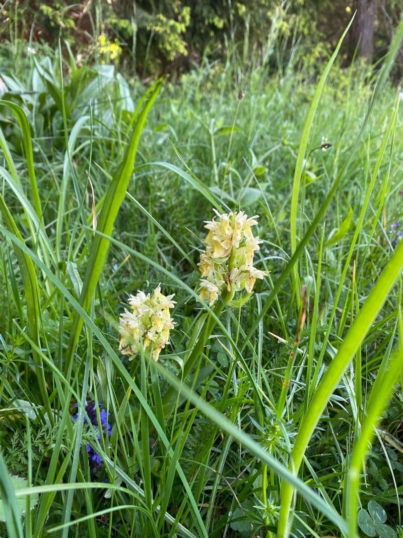 Dactylorhiza sambucina