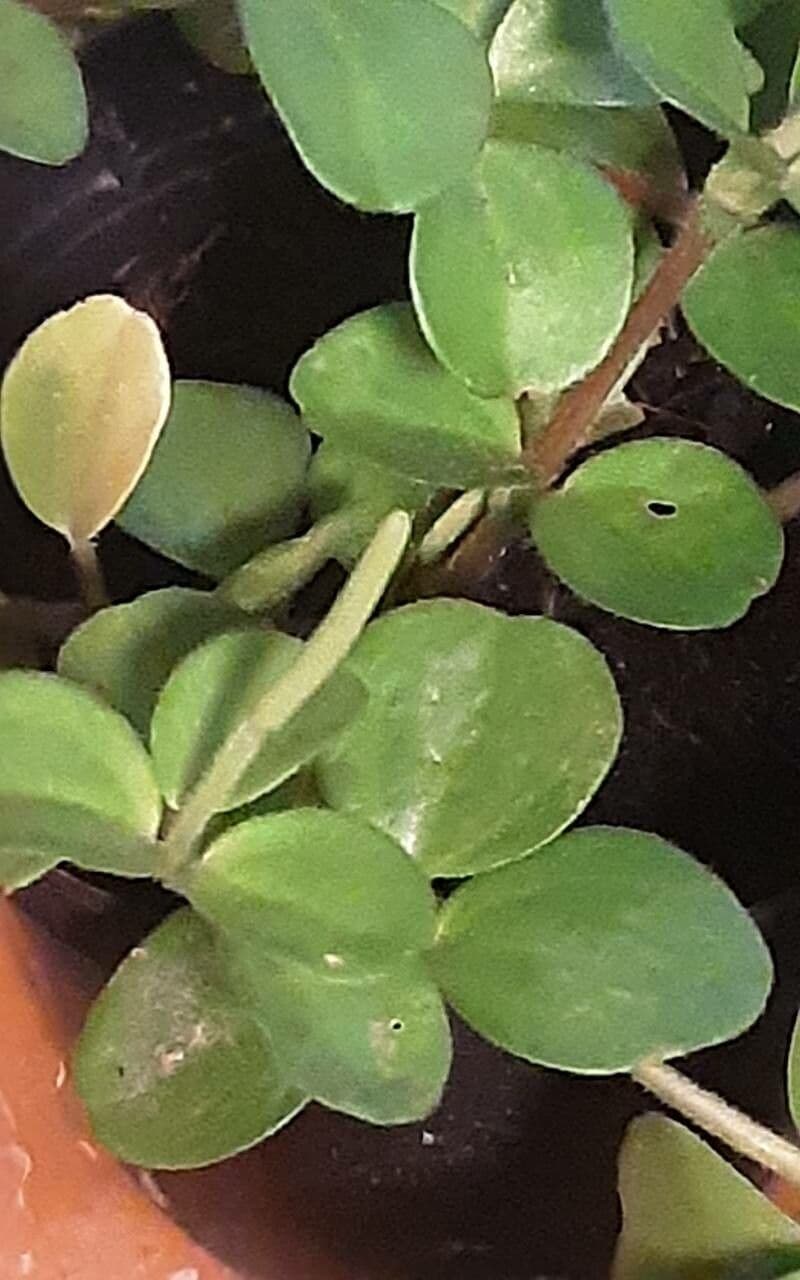 Peperomia rotundifolia