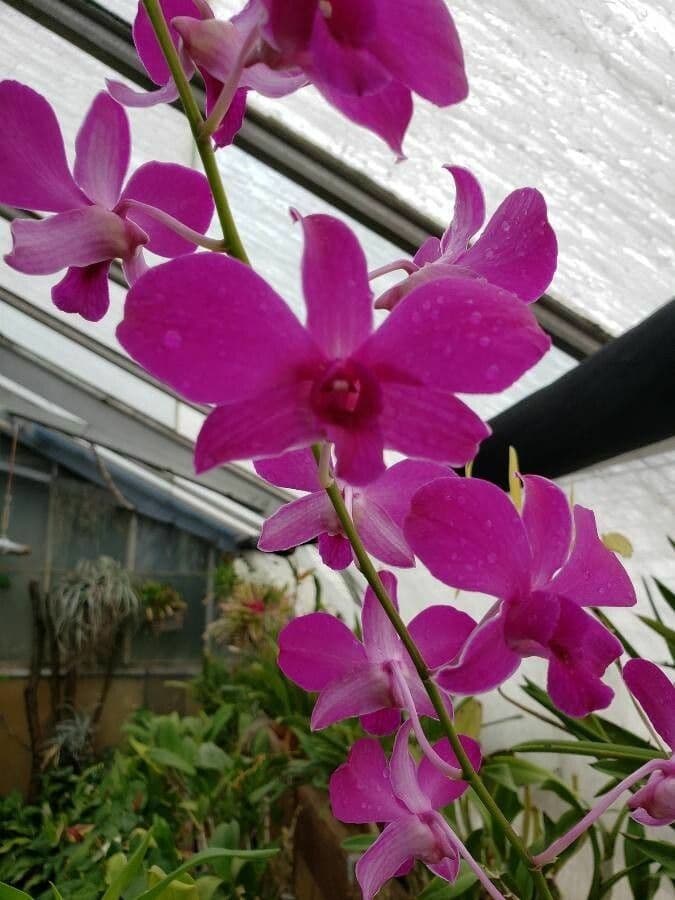 Dendrobium victoriae-reginae