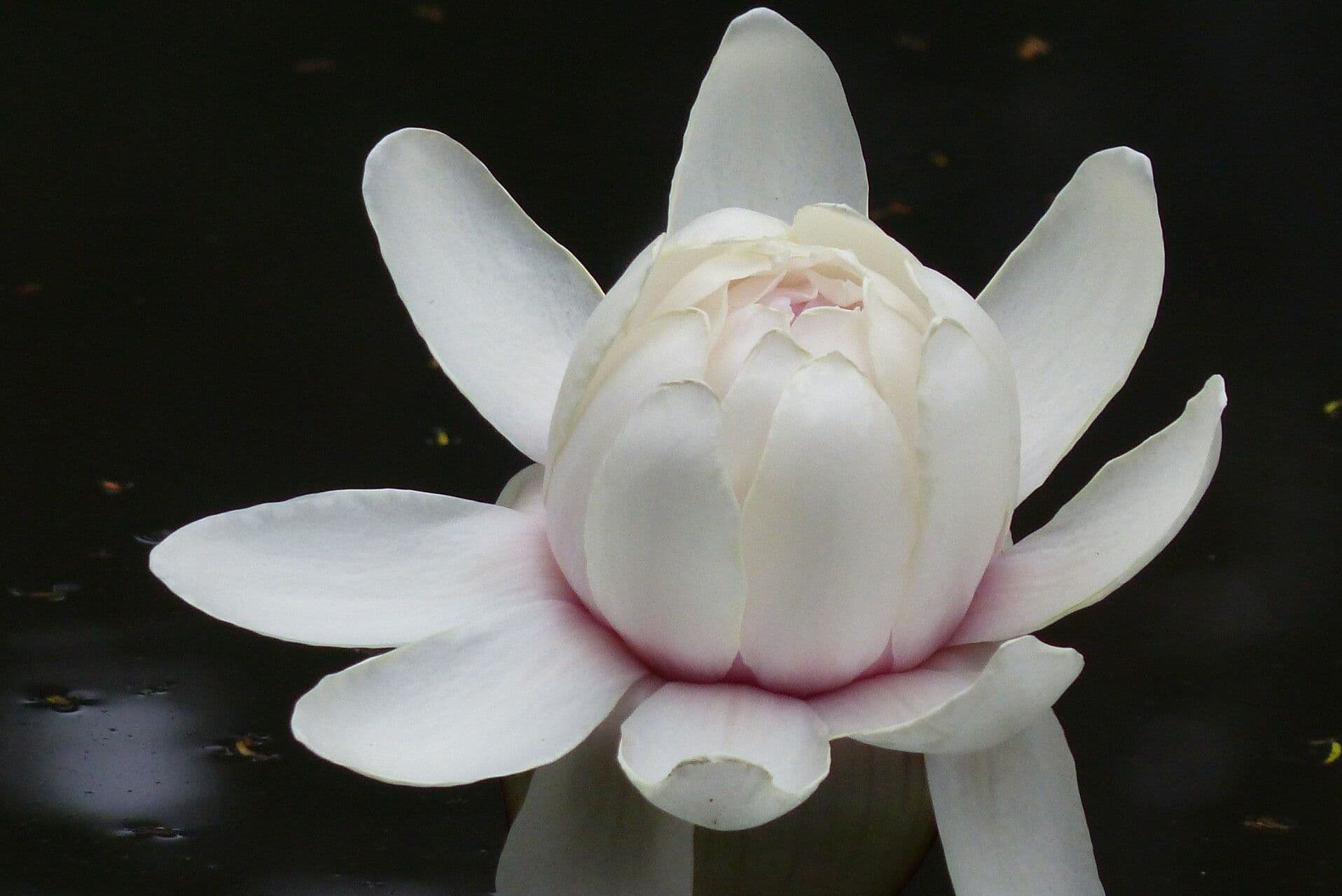 Victoria amazonica