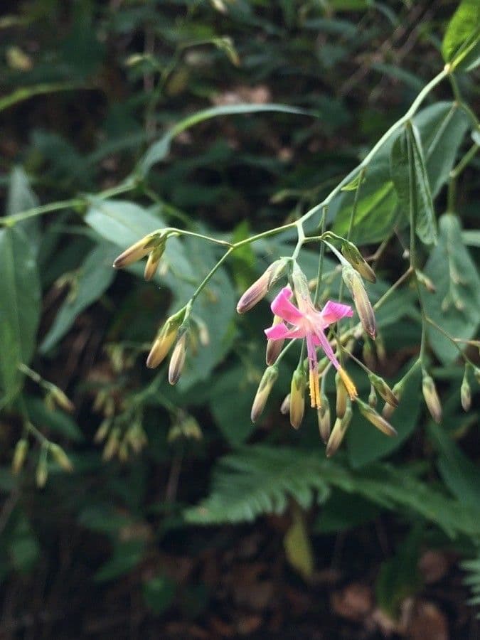 Prenanthes purpurea