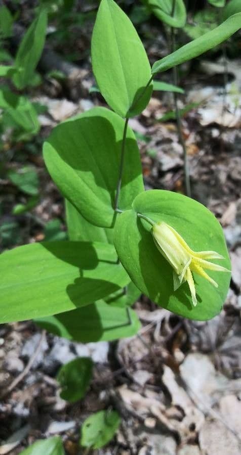 Uvularia perfoliata