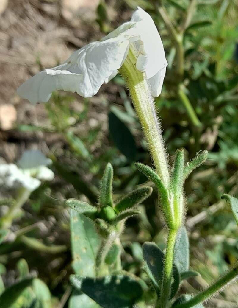 Petunia axillaris