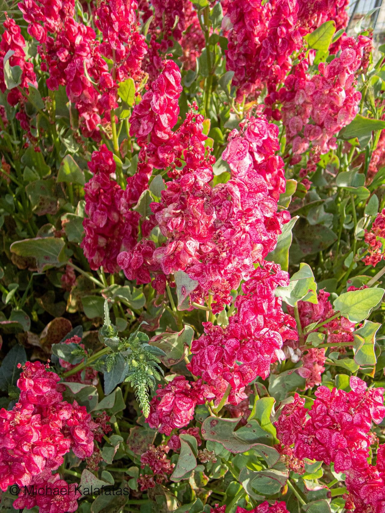 Rumex vesicarius