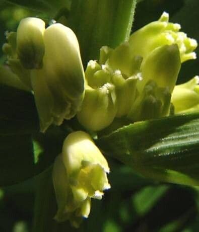 Polygonatum verticillatum