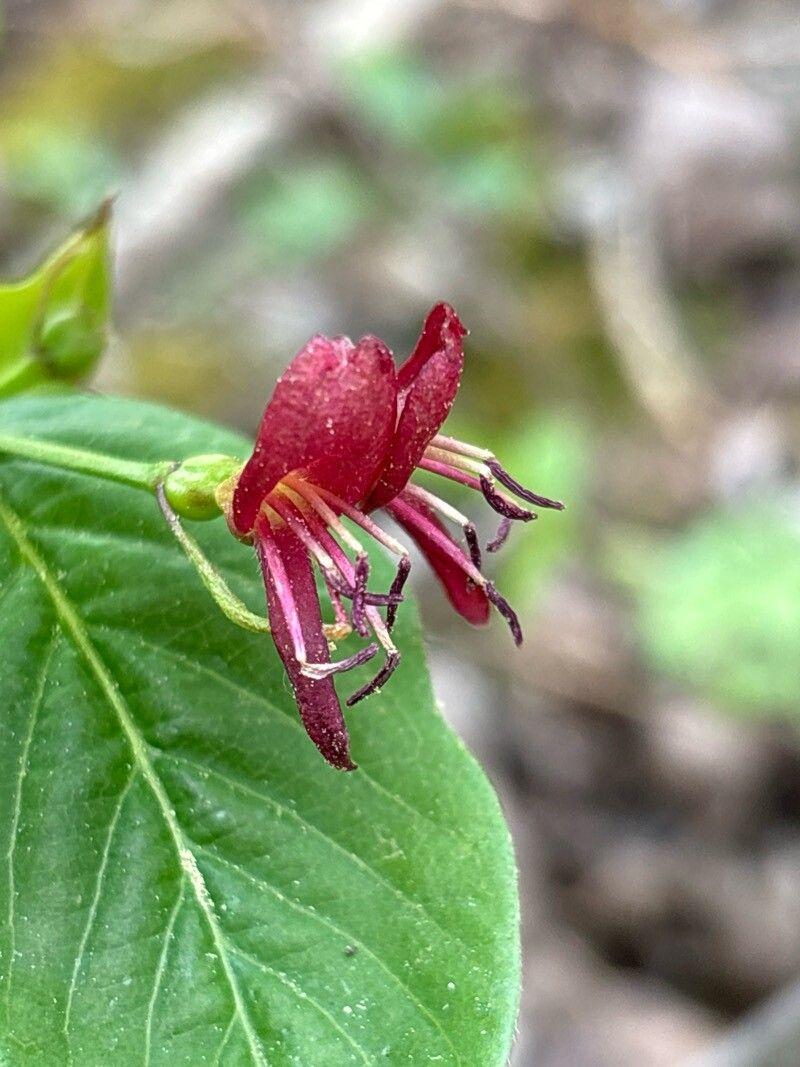 Lonicera alpigena