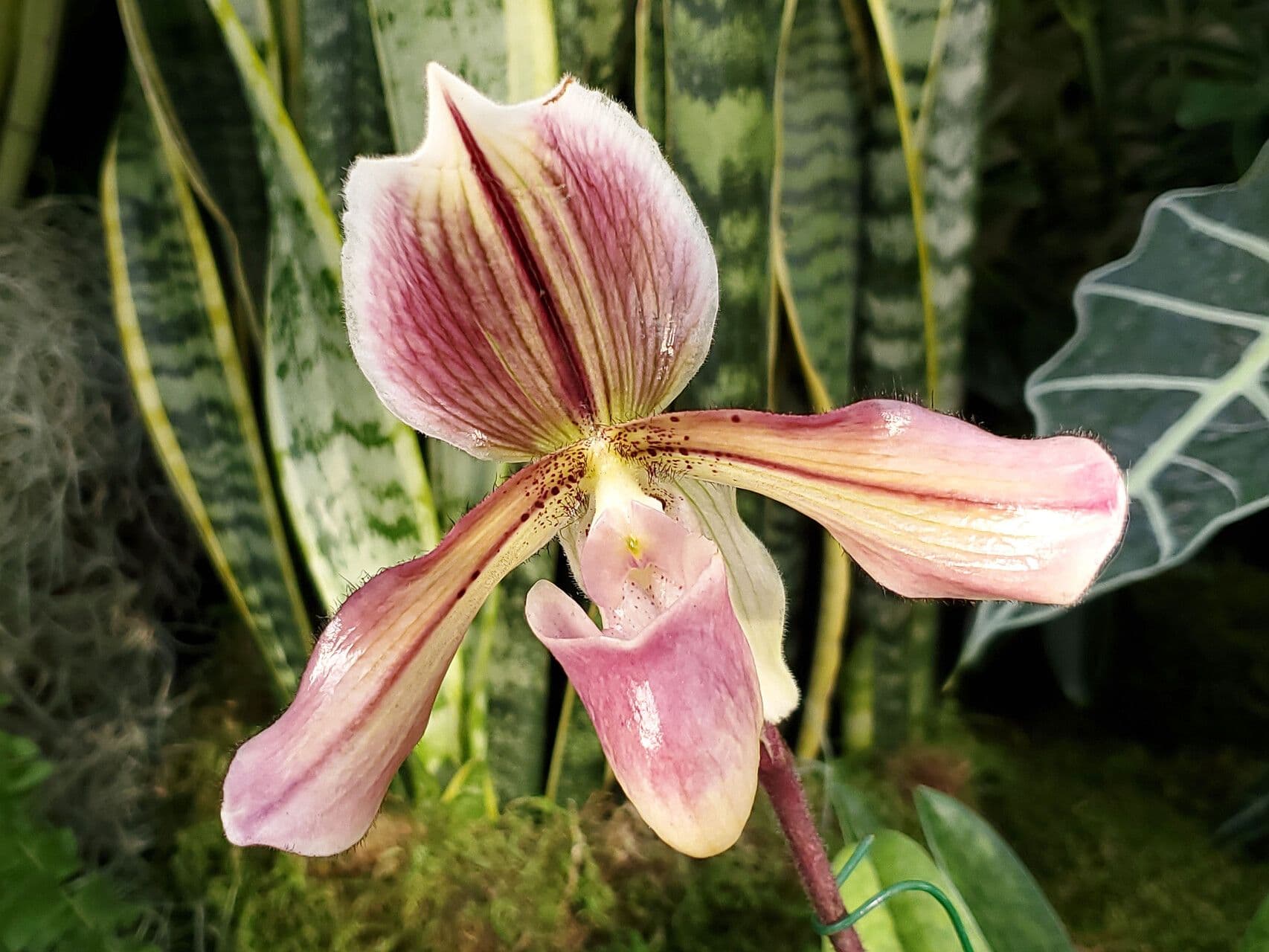 Paphiopedilum acmodontum