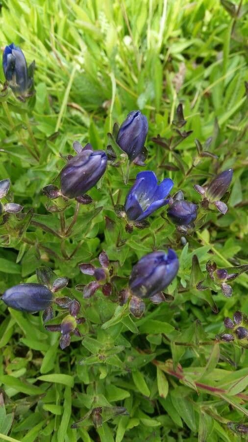 Gentiana calycosa