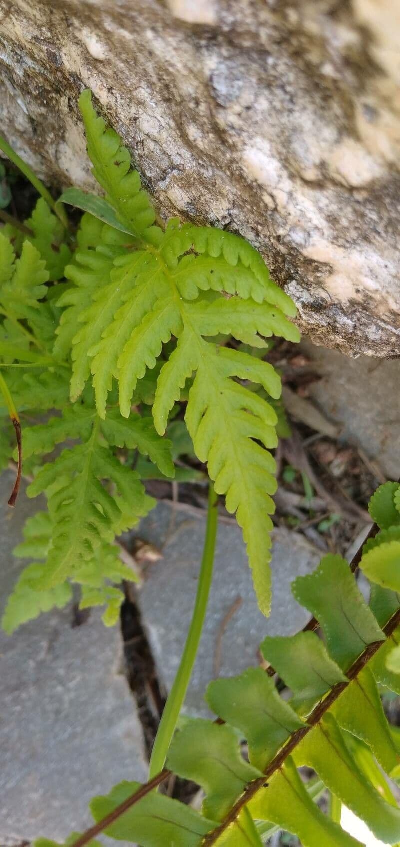 Phegopteris connectilis
