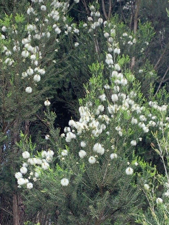 Melaleuca ericifolia