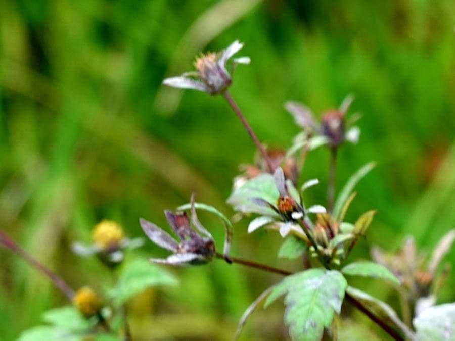 Eurybia divaricata