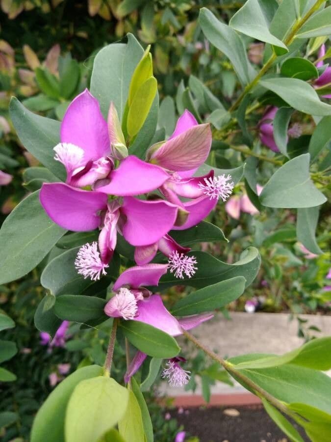 Polygala myrtifolia