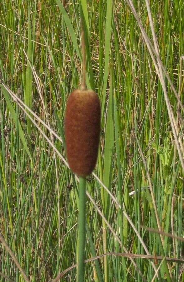 Typha minima