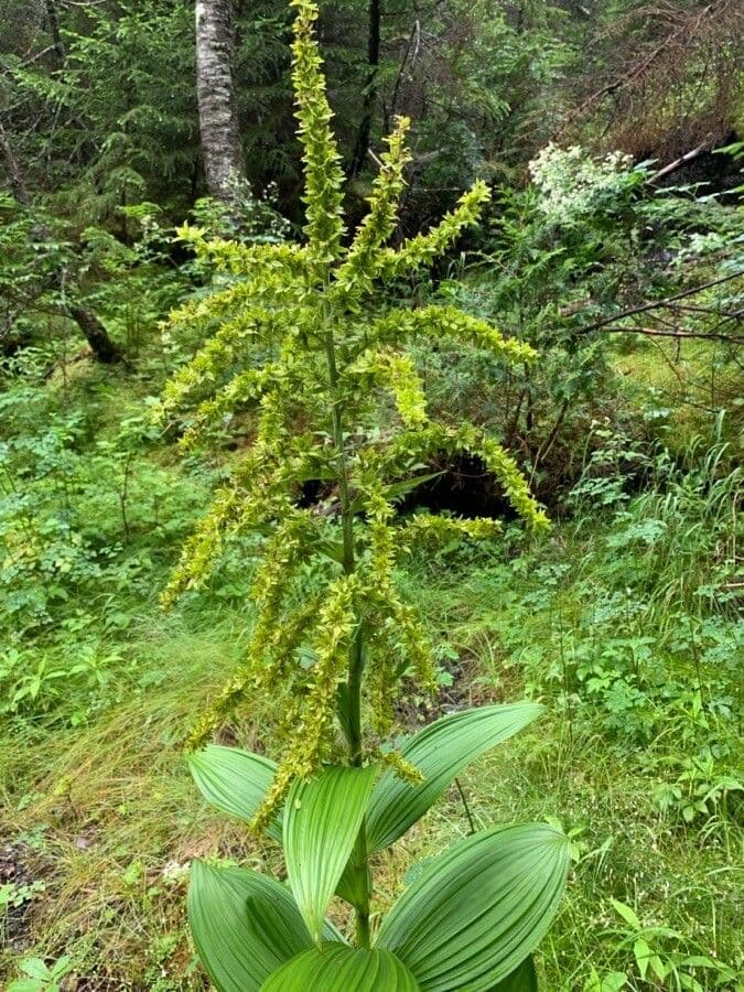 Veratrum viride