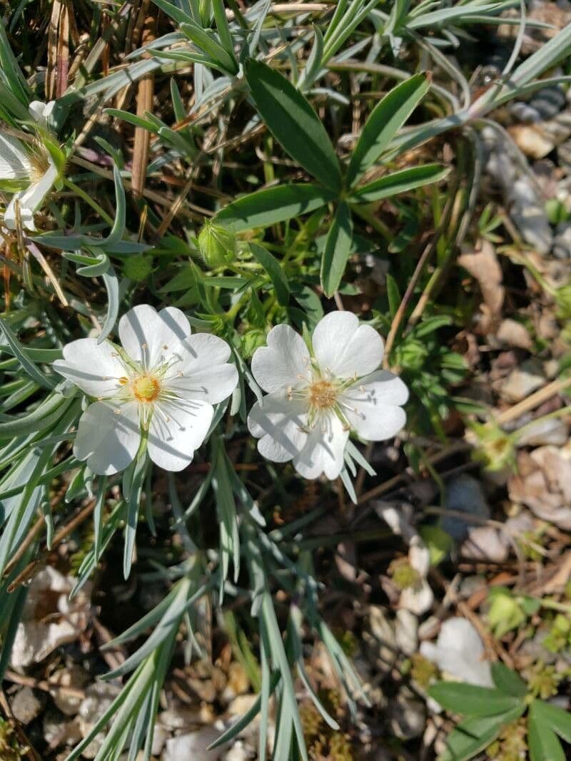 Potentilla alba