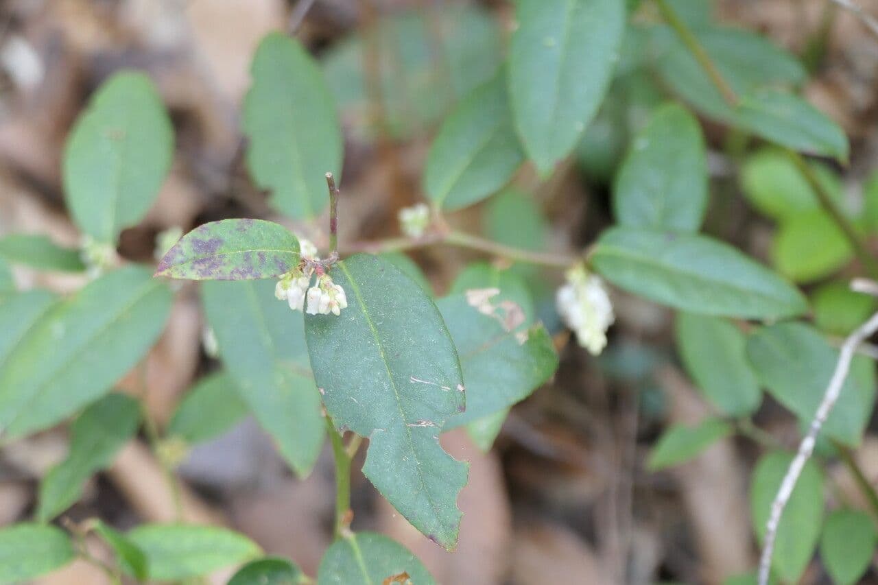 Leucothoe axillaris