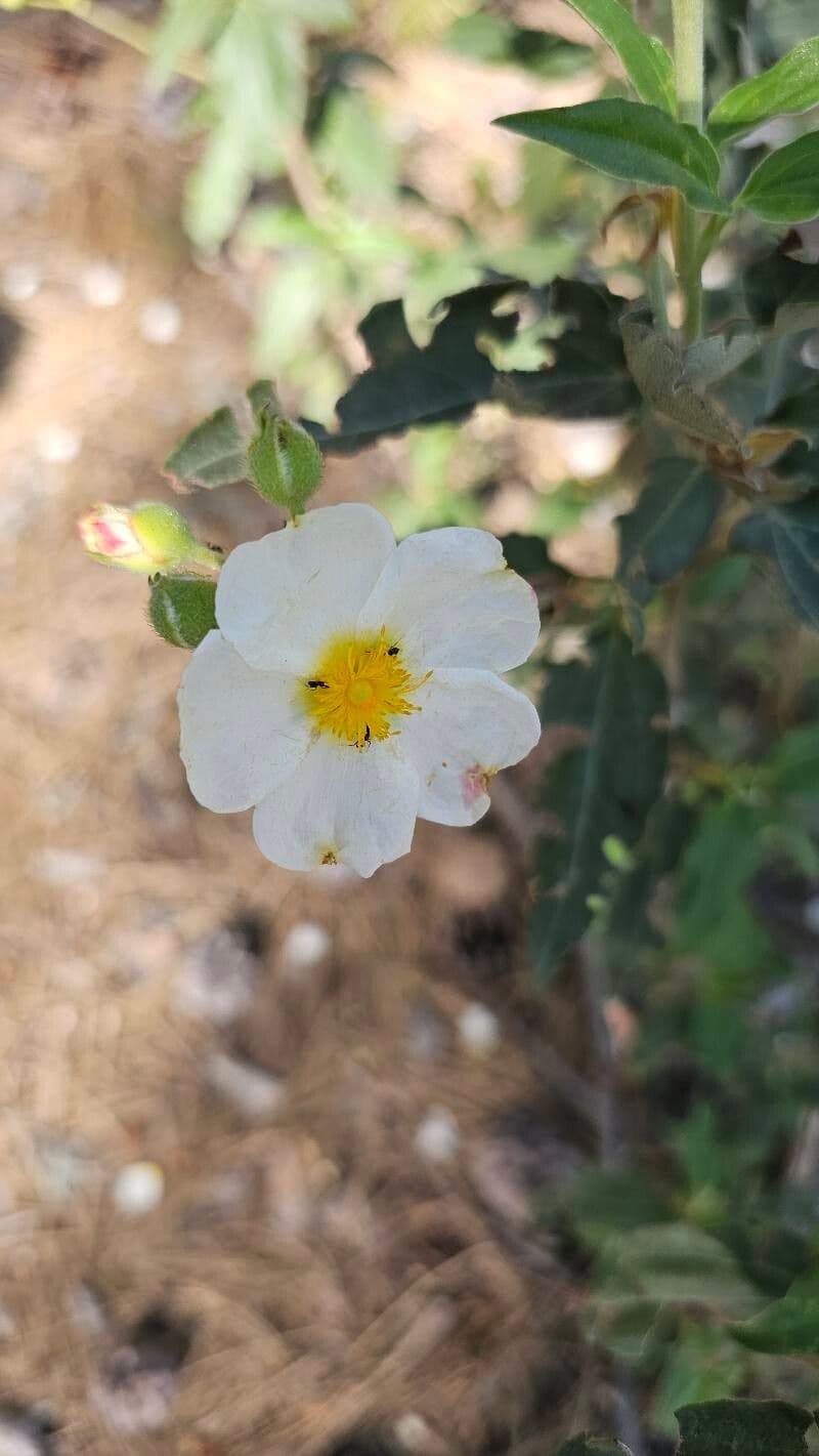 Cistus populifolius