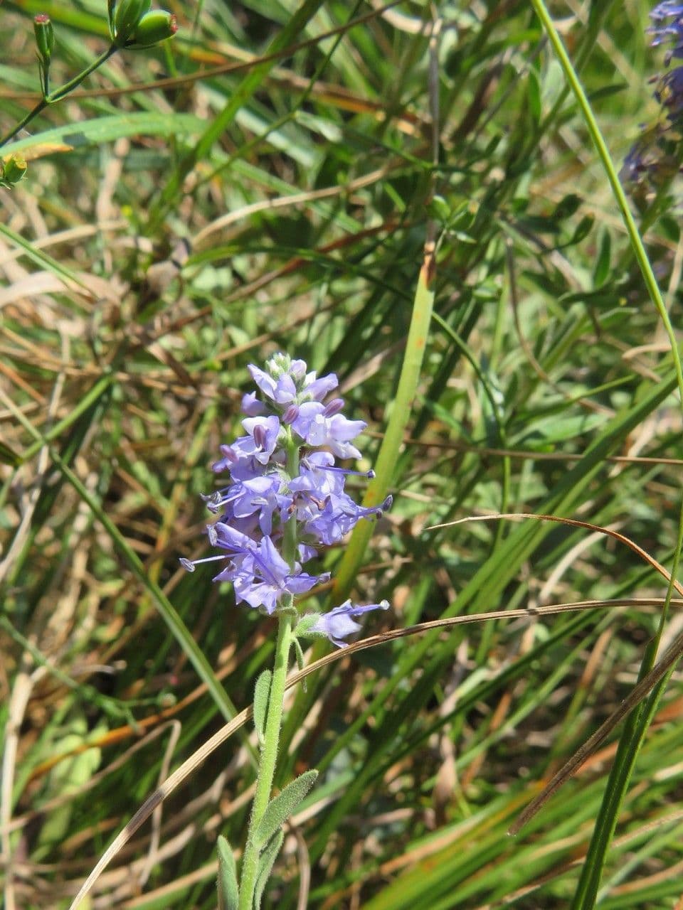 Veronica prostrata