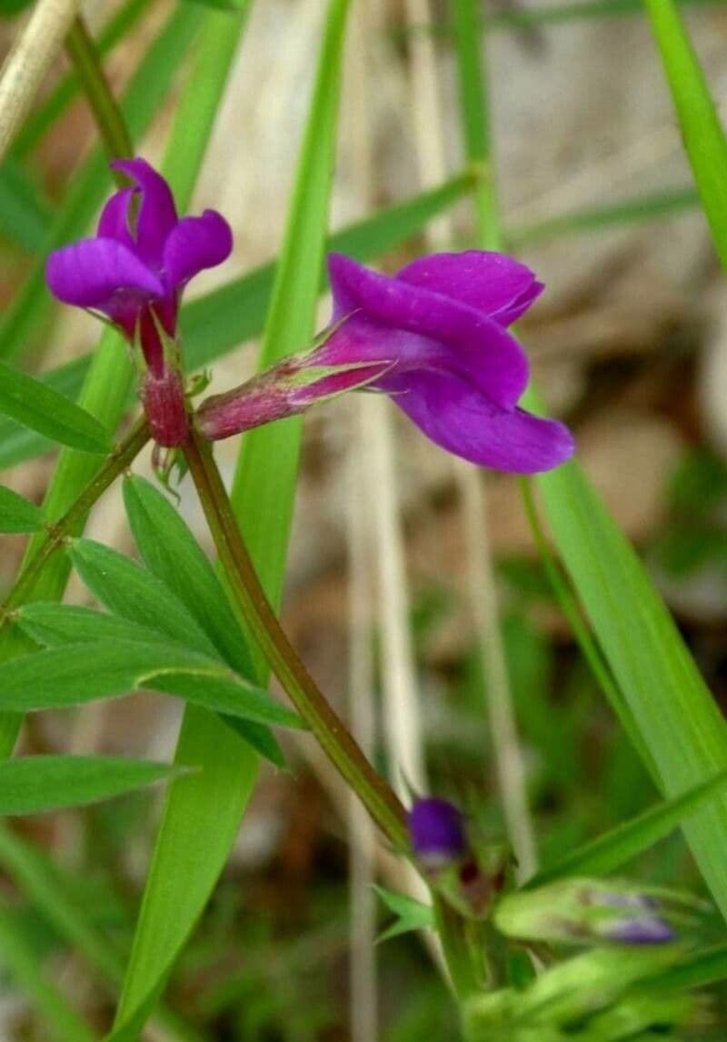 Vicia lathyroides