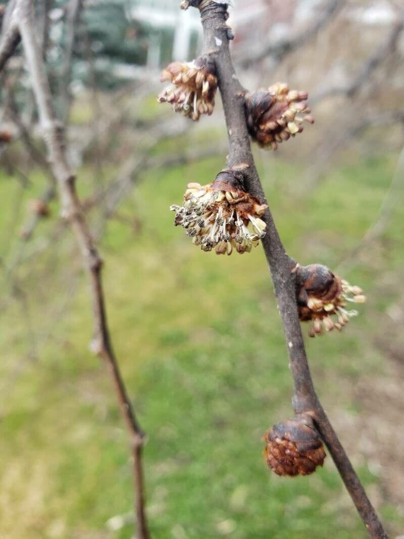 Ulmus glabra