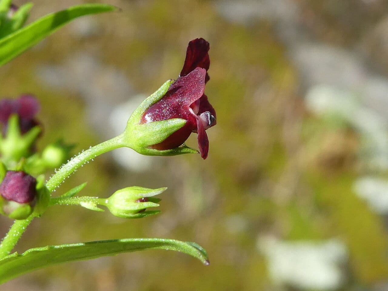 Scrophularia peregrina