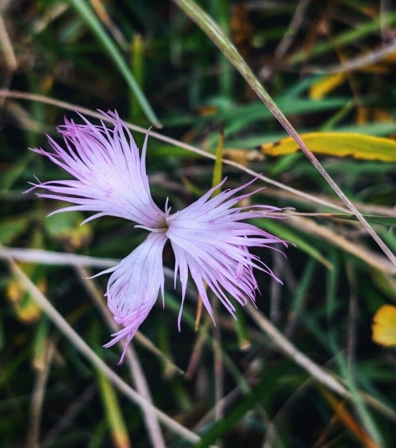 Dianthus superbus