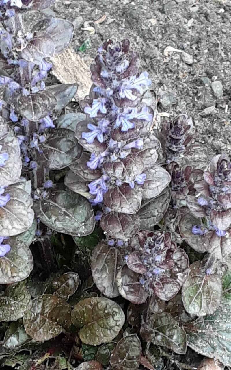 Ajuga pyramidalis