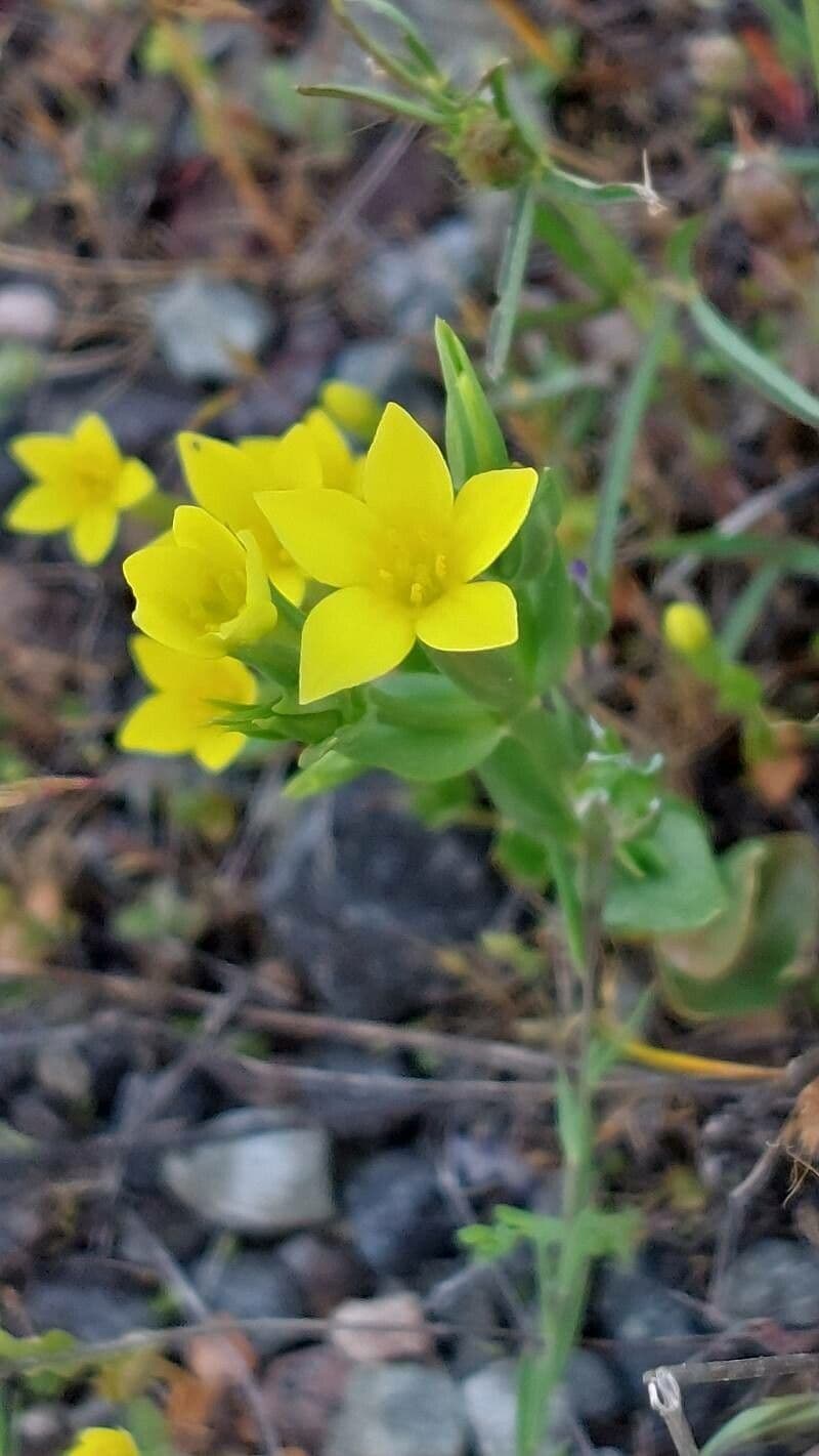 Centaurium maritimum